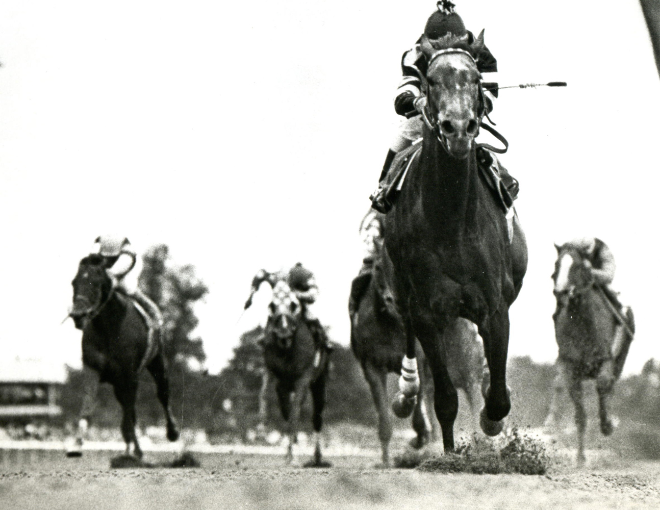 Spectacular Bid (Bill Shoemaker up) winning the 1979 Marlboro Cup at Belmont Park (NYRA/Museum Collection)