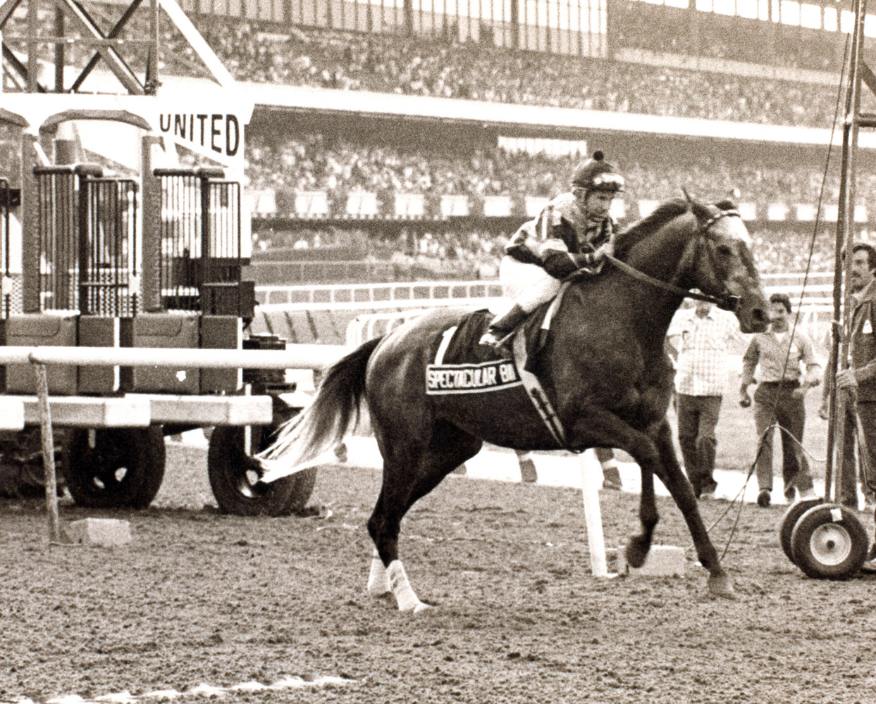 Spectacular Bid (Bill Shoemaker up) breaking from the gate for his walkover in the 1980 Woodward at Belmont, his final career race (Museum Collection)