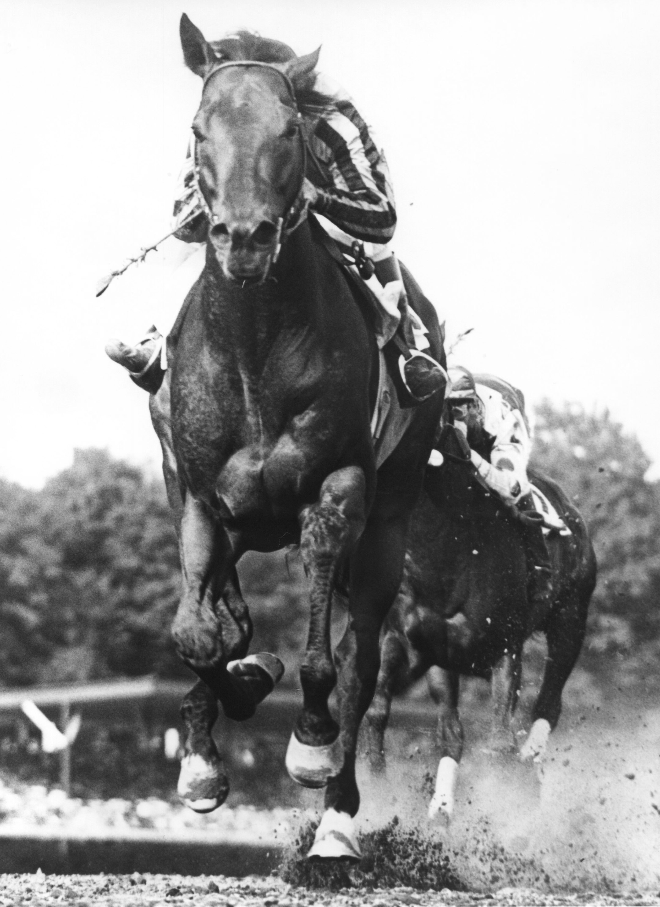 Tom Fool (Ted Atkinson up) winning the 1953 Whitney at Saratoga (Bert Morgan/Museum Collection)