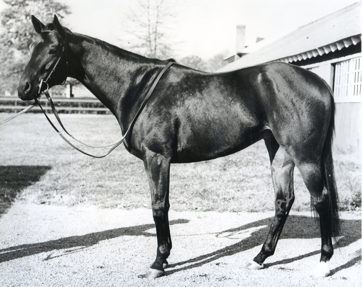 Tom Fool (Keeneland Library Morgan Collection/Museum Collection)