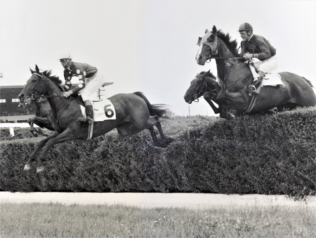 Tuscalee (#6 on left) clearing a jump in the Tom Roby Steeplechase at Delaware Park, June 1966 (Keeneland Library Thoroughbred Times Collection)