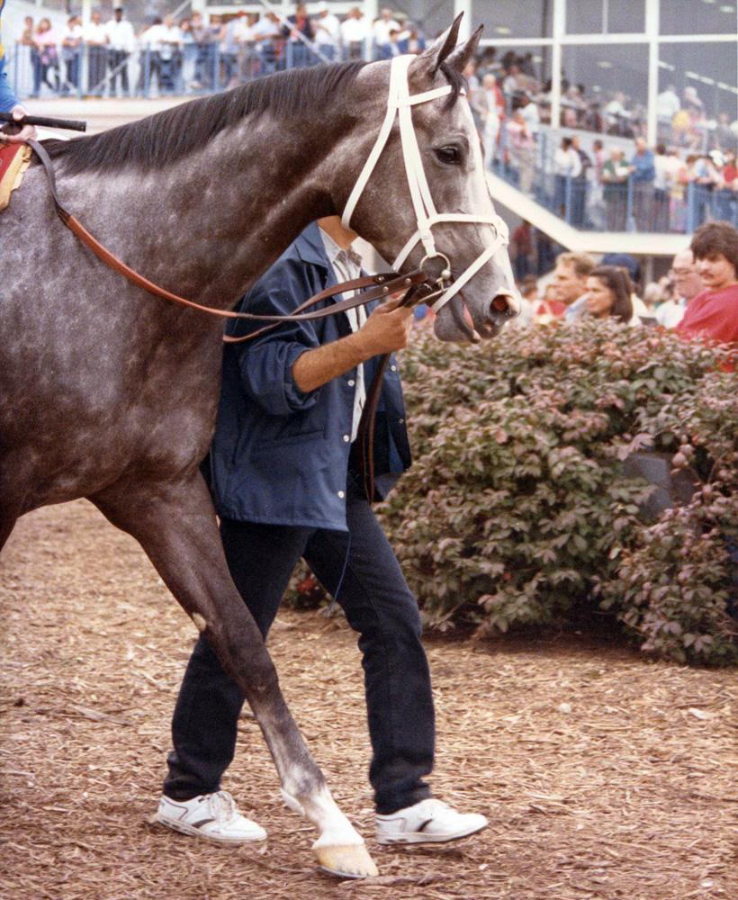 Winning Colors at Turfway Park, September 1989 (Patrick Lang/Museum Collection)