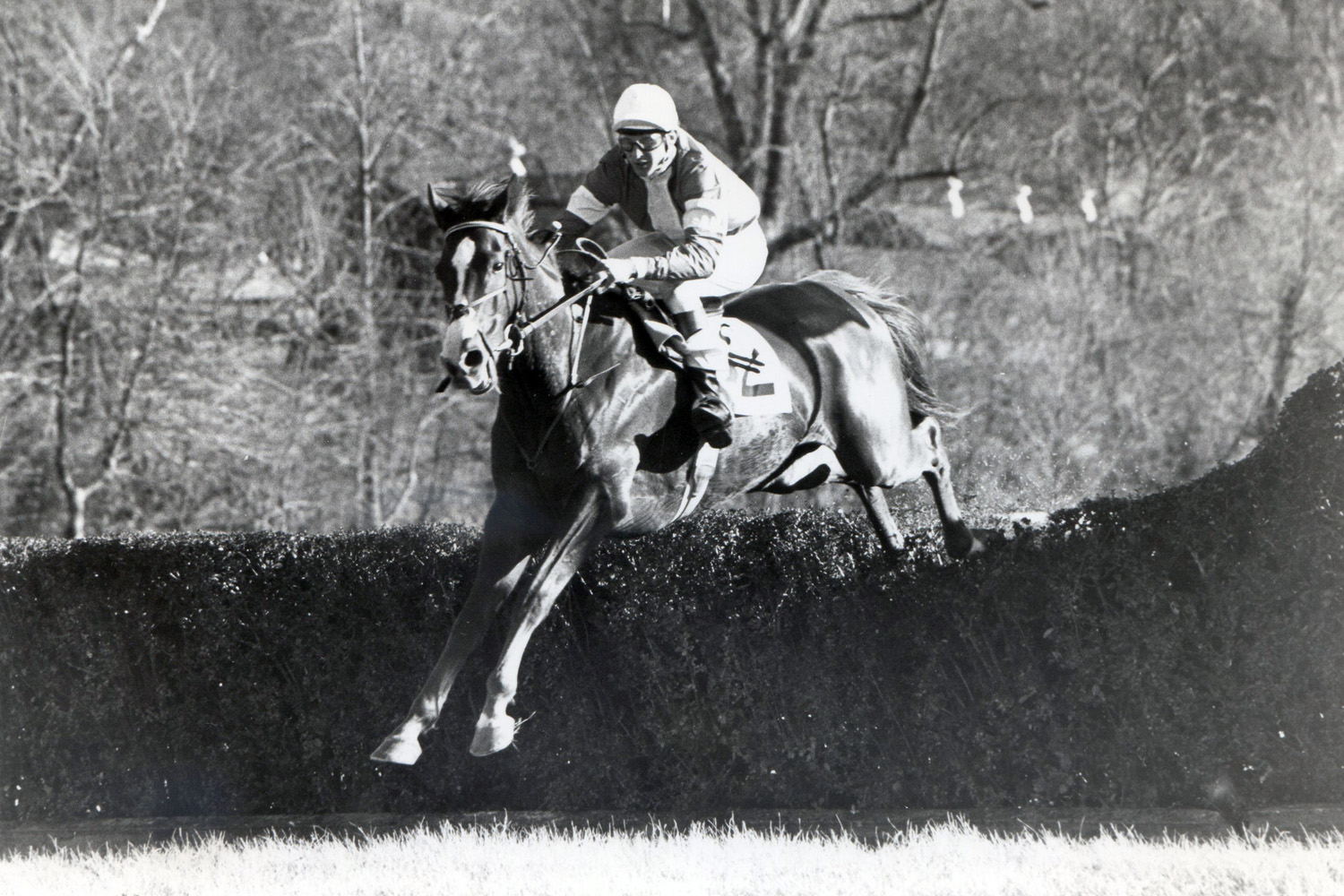 Zaccio (Greg Morris up) clearing a jump on his way to a 15-length victory in the 1981 Noel Laing Handicap Steeplechase at Montpelier (Douglas Lees/Museum Collection)