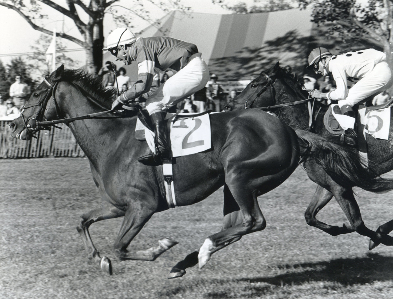 Zaccio (John Cushman up) racing to victory in the 1981 Grand National Handicap (Douglas Lees/Museum Collection)