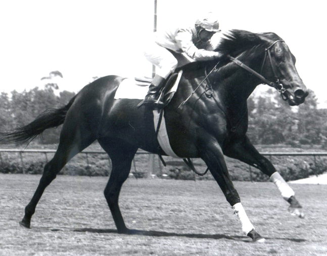 Ack Ack in 1971 at Hollywood Park (Bill Mochon/Museum Collection)