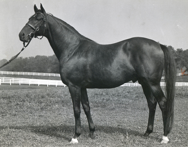 Alsab at stud, December 1947 (Museum Collection)