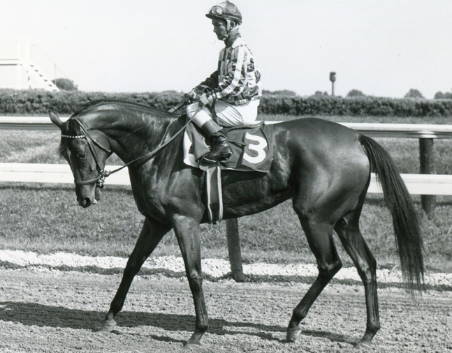 Cicada after finishing in the 1962 Delaware Handicap at Delaware Park
