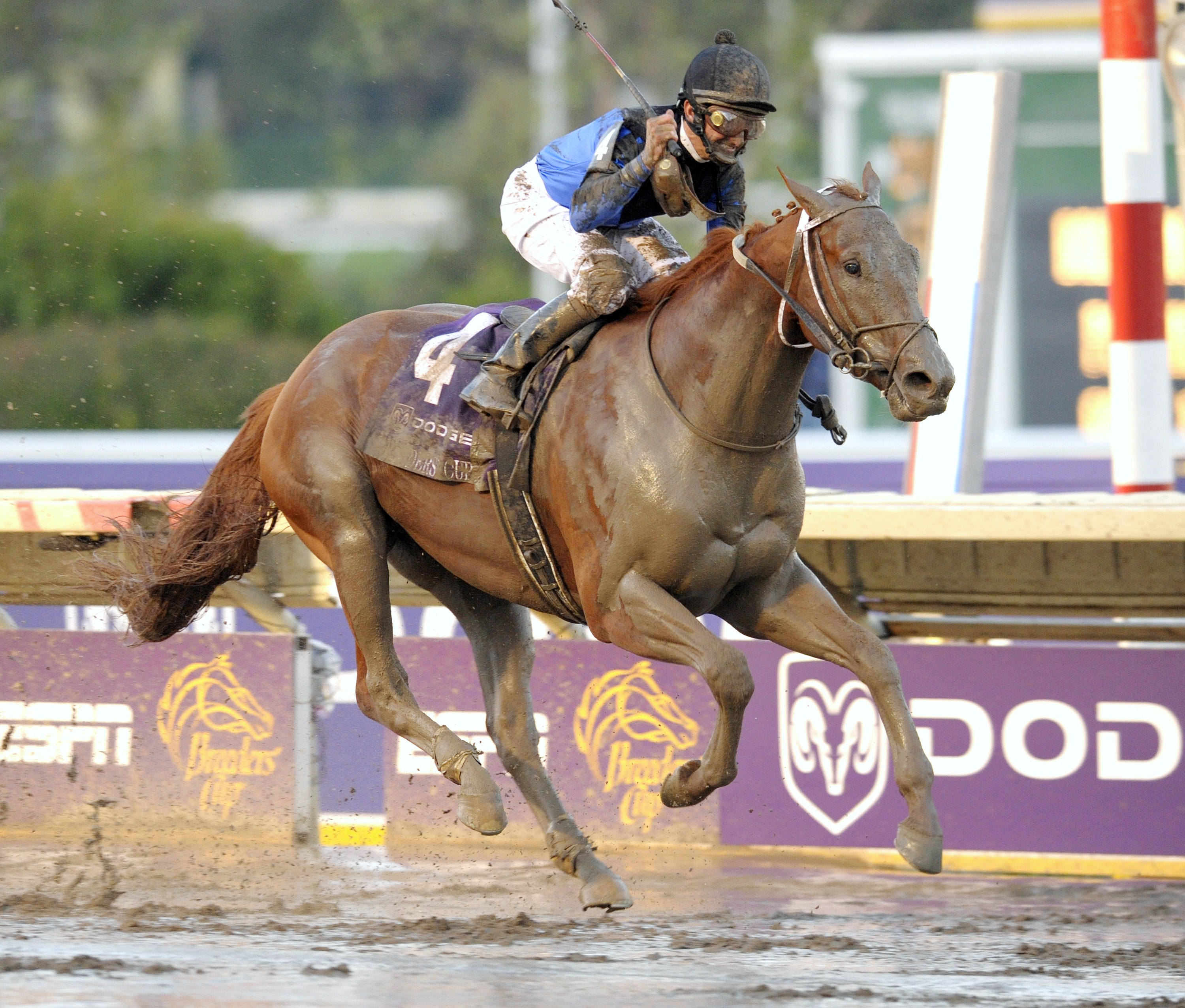 Curlin, Robby Albarado up, winning the 2007 Breeders' Cup Classic at Monmouth Park (Skip Dickstein)