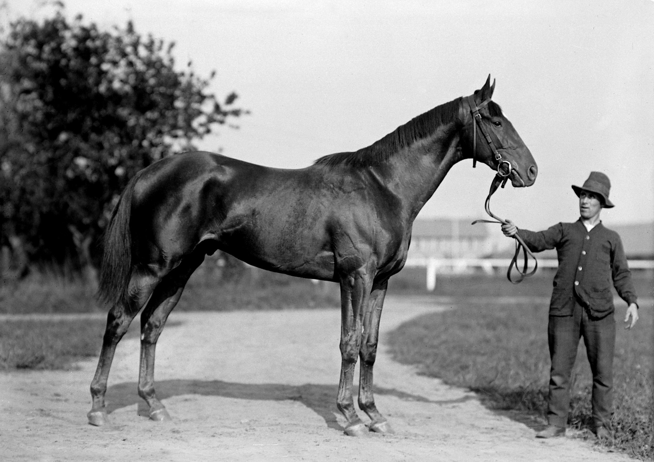 Man o' War (Keeneland Library Cook Collection)