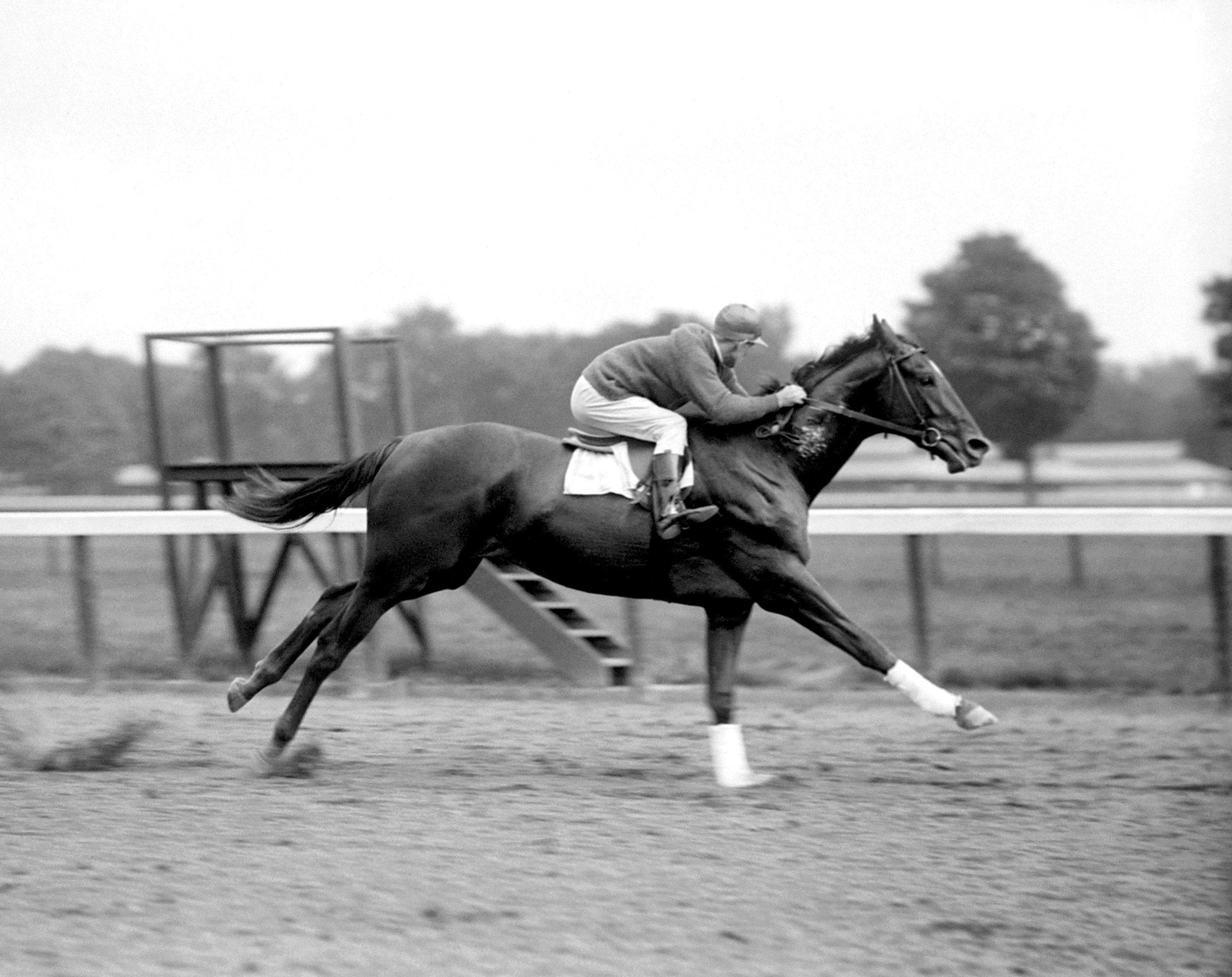 Man o' War working out at Saratoga (Keeneland Library Cook Collection)