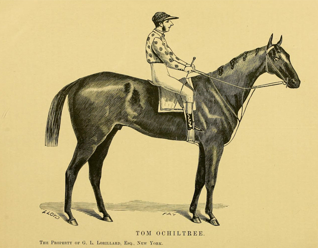Illustration of Tom Ochiltree from "Famous American Racehorses," 1877 (Museum Collection)