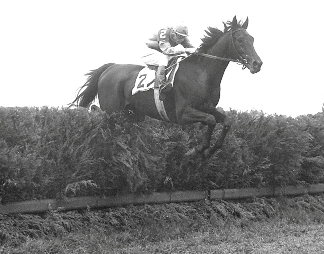 Oedipus (Frank Adams up) going over jump at the 1950 Brook Steeplechase Handicap at Belmont Park (Keeneland Library Morgan Collection/Museum Collection)