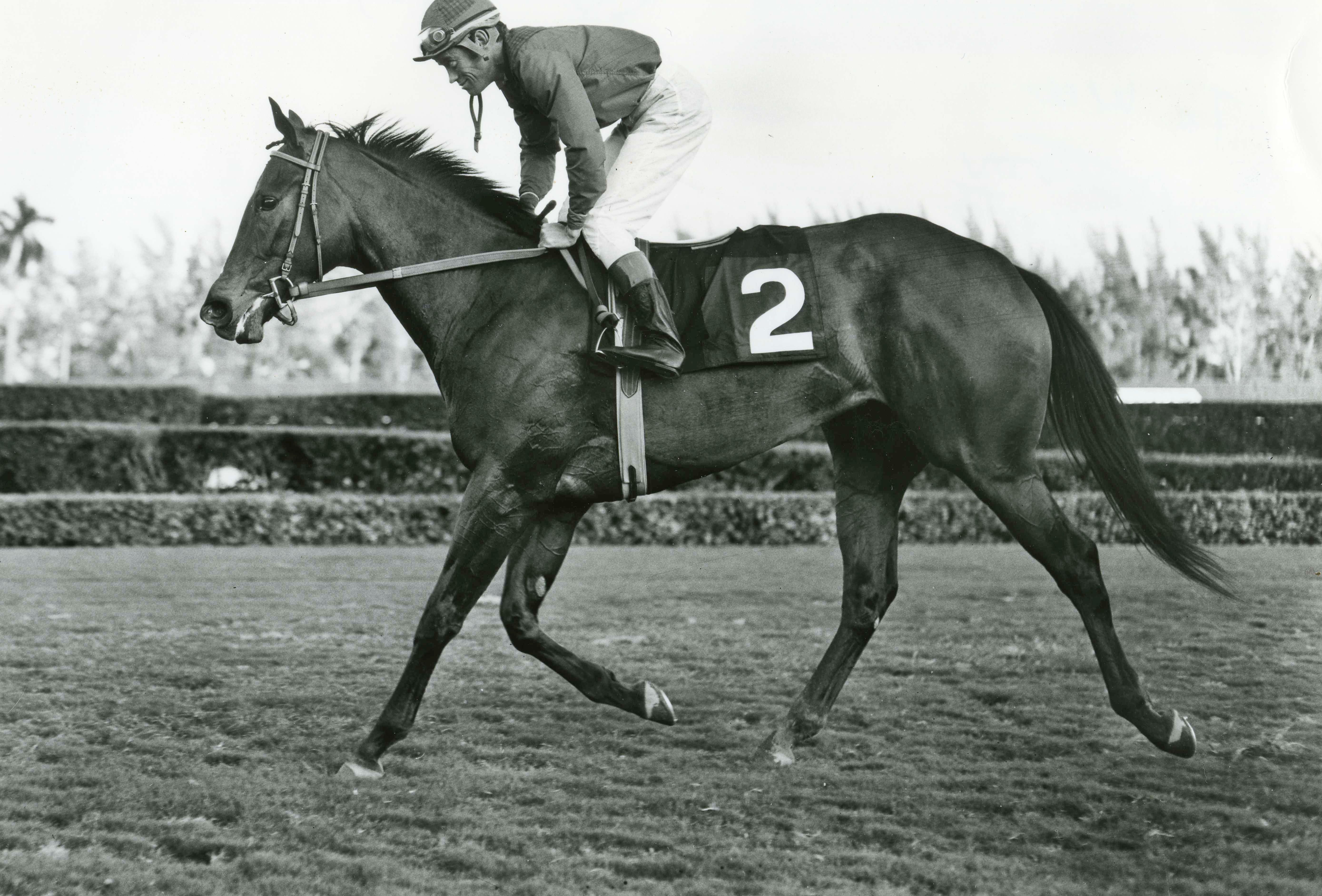 Ta Wee (John Rotz up) in the 1969 Jasmine Stakes at Hialeah Park (Jim Raftery Turfotos/Museum Collection)