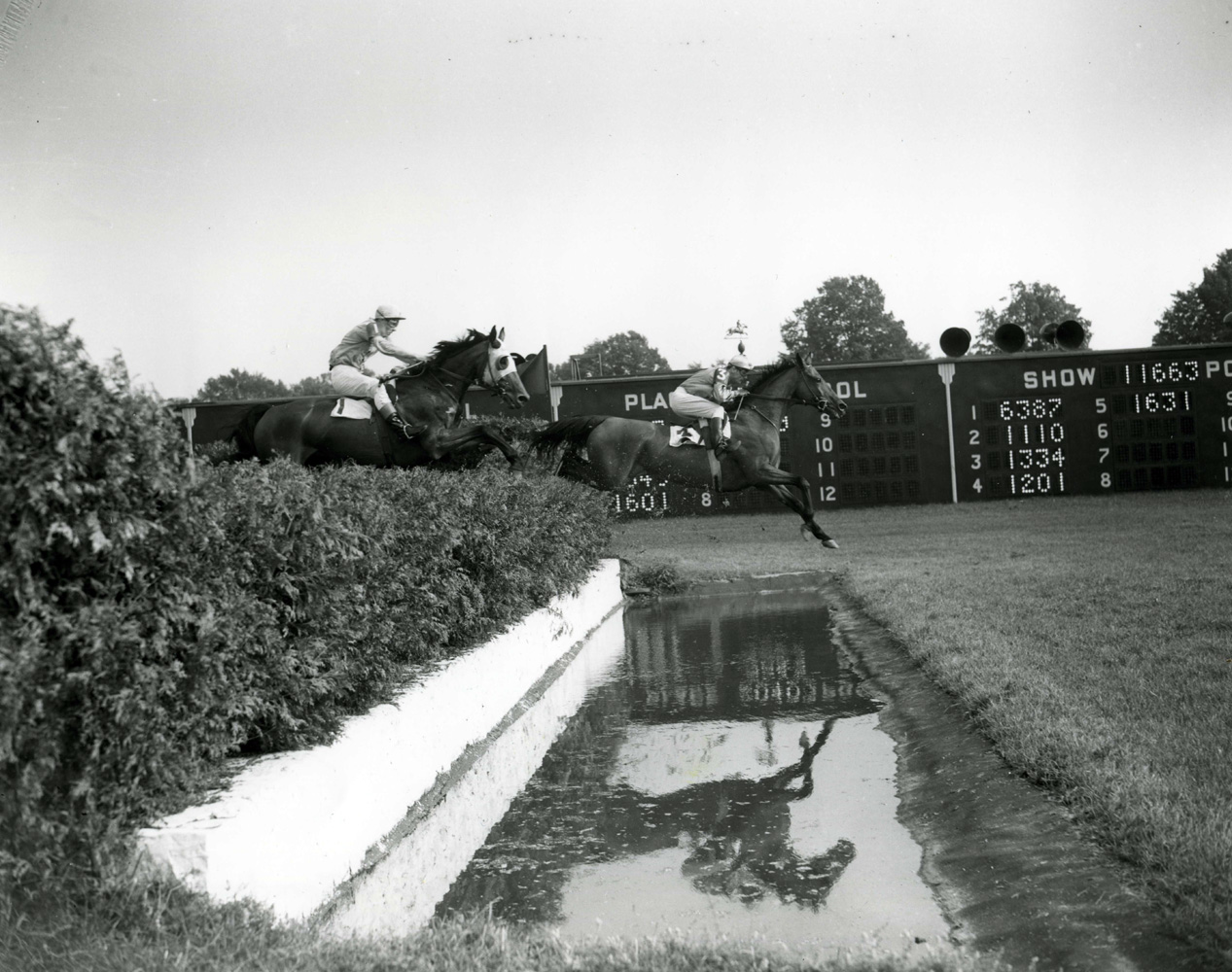 Frank Dooley Adams and Oedipus clearing a water obstacle in the 1950 Saratoga Steeplechase Handicap (Keeneland Library Morgan Collection/Museum Collection)