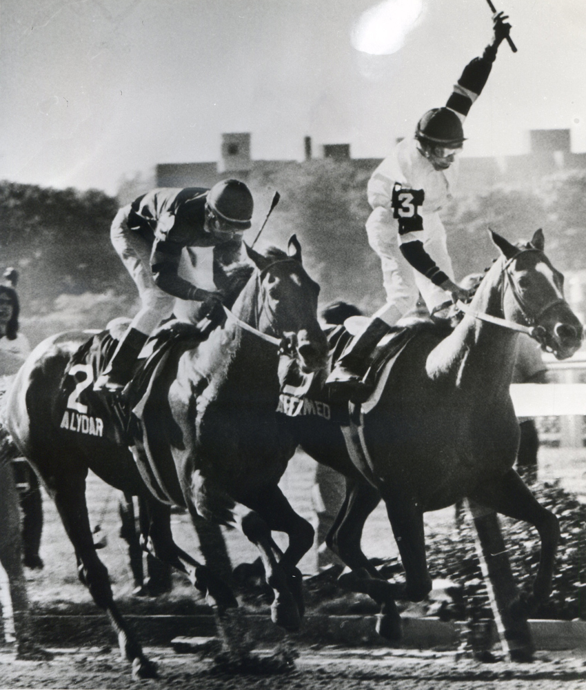 Steve Cauthen and Affirmed defeating Jorge Velasquez and Alydar in the 1978 Belmont to win the Triple Crown (Museum Collection)