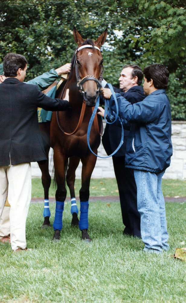 Ron McAnally saddling Paseana (Robin Ann Barry/Museum Collection)